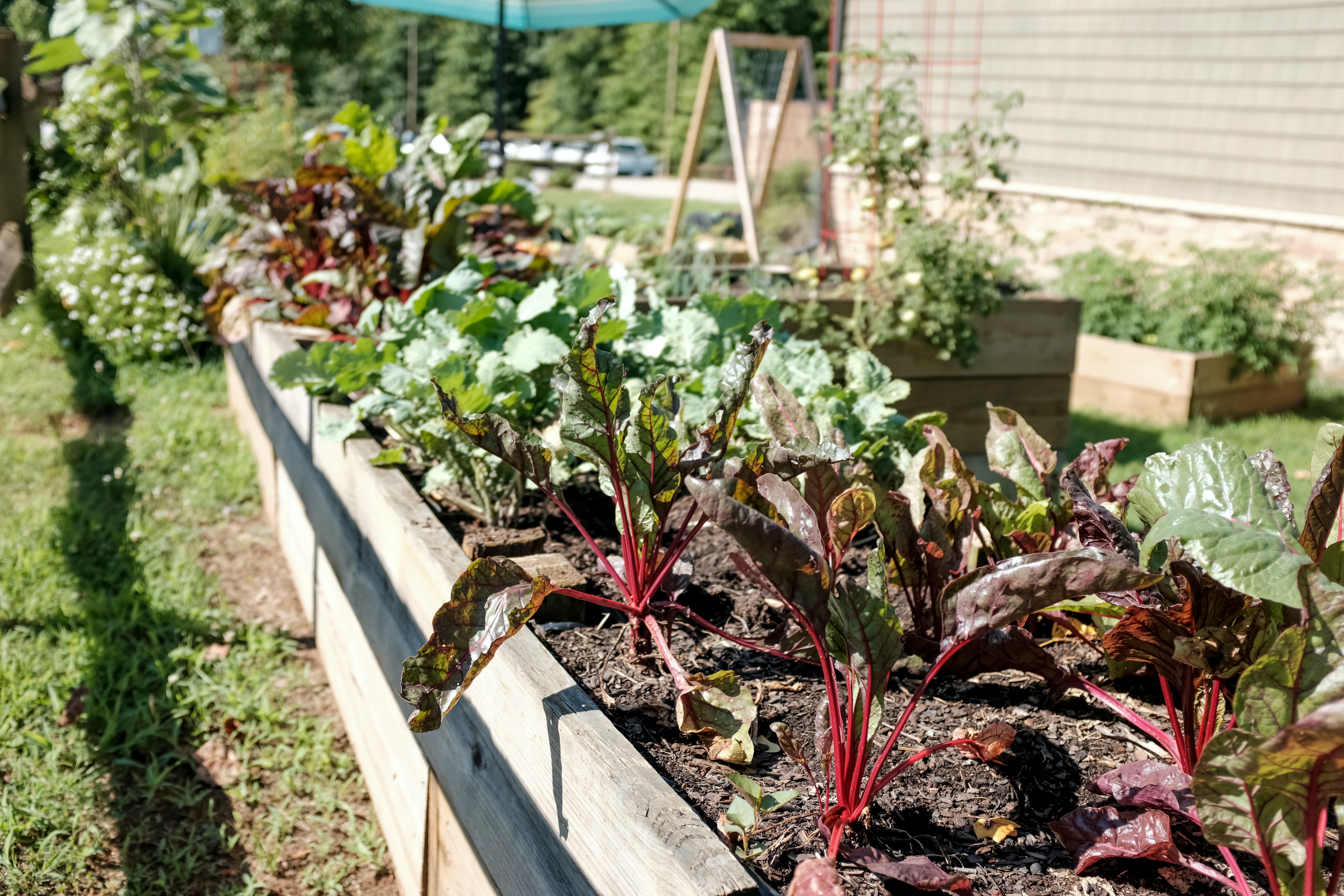 10 Beginners Tips: Setting up a kitchen garden